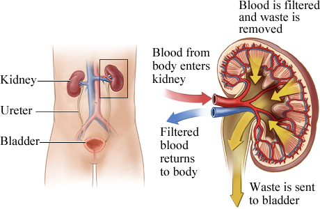 Deep Vein Thrombosis